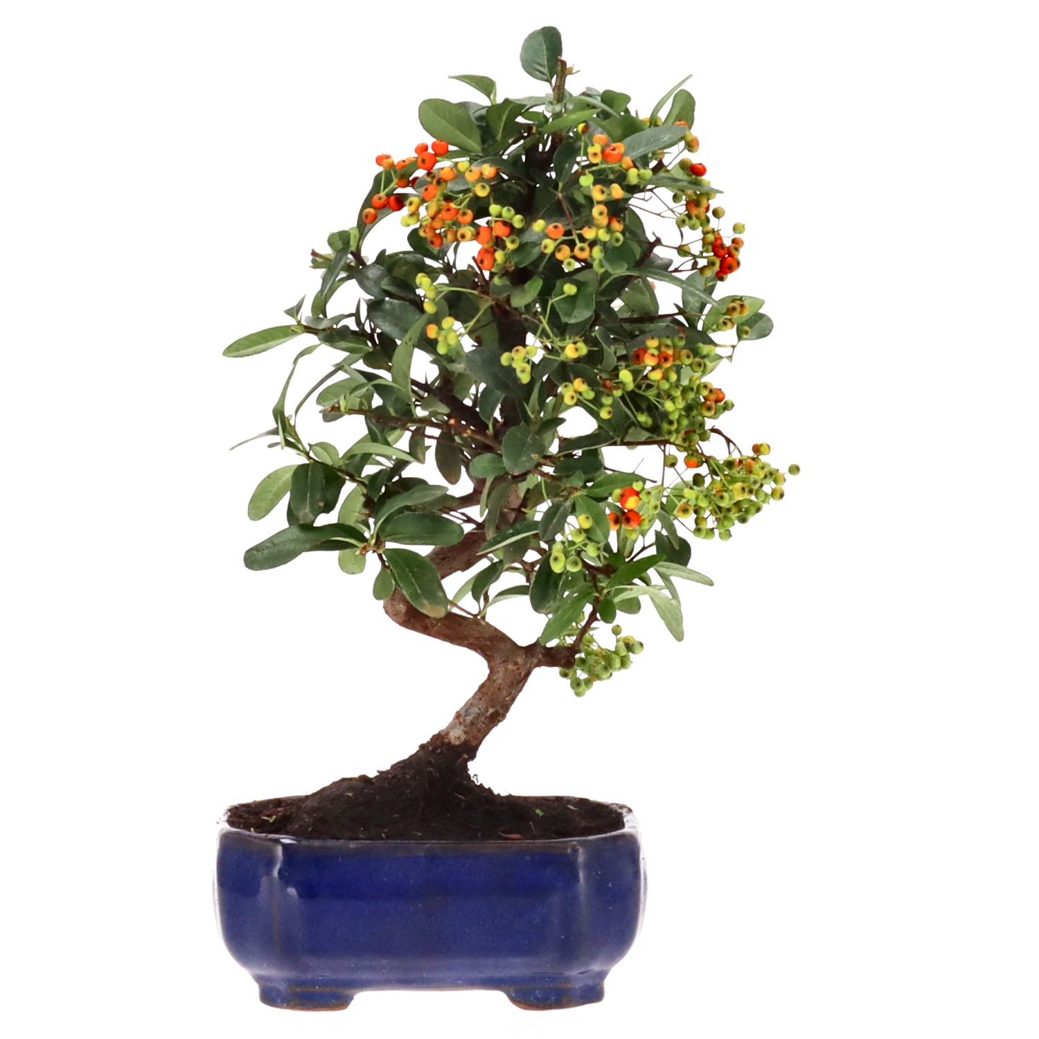 Firethorn, approx. 7 y. (28 cm)