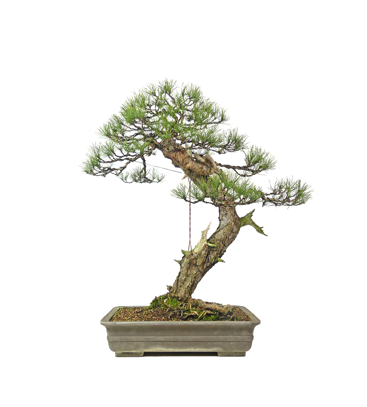 Pinus sylvestris, ca. 50 anni (83 cm)