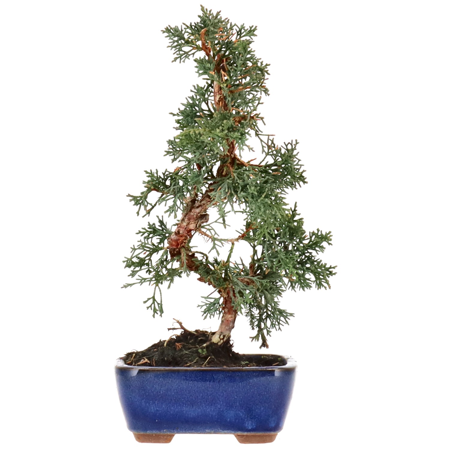 Chinese juniper, approx. 8 y. (23 cm)