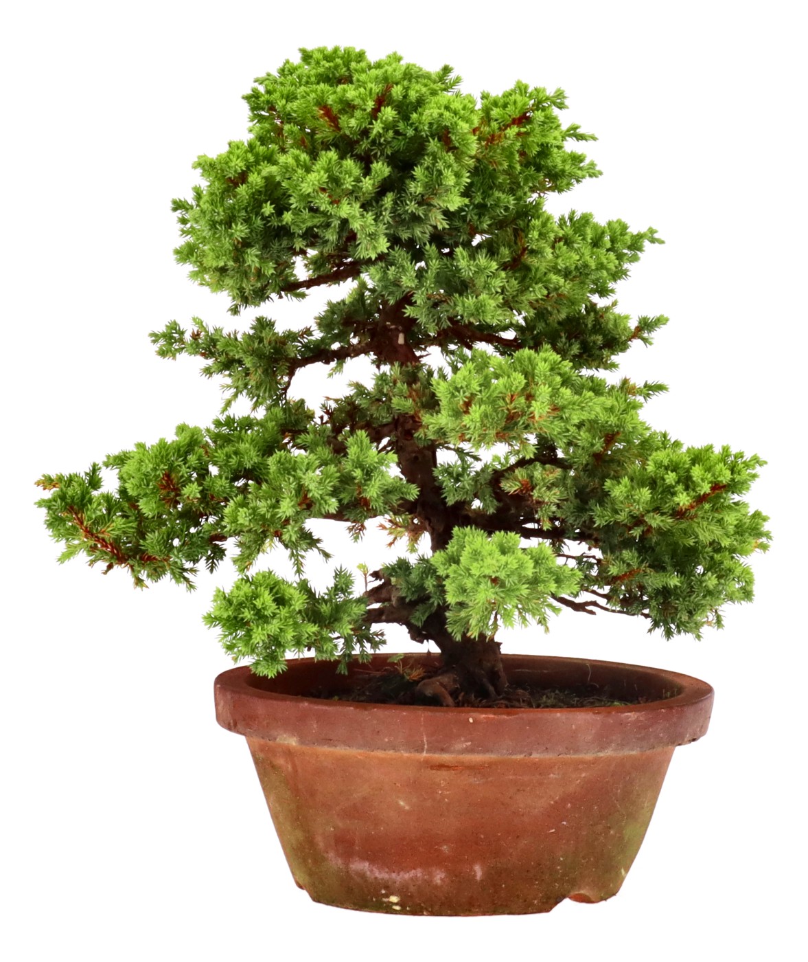 Juniperus procumbens Nana, ca. 18 anni (35 cm)