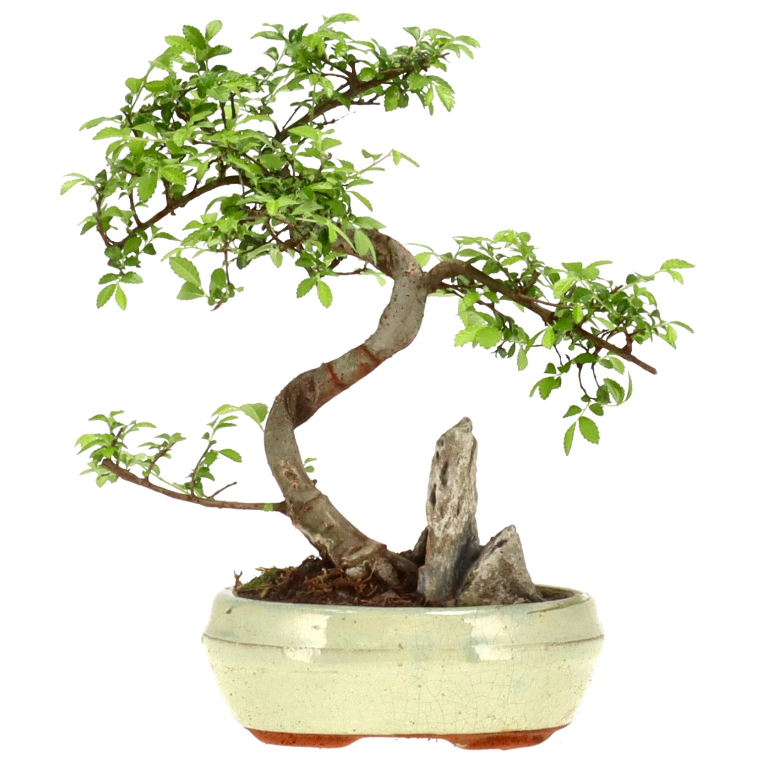 Orme de Chine, env. 8 ans (22 cm)