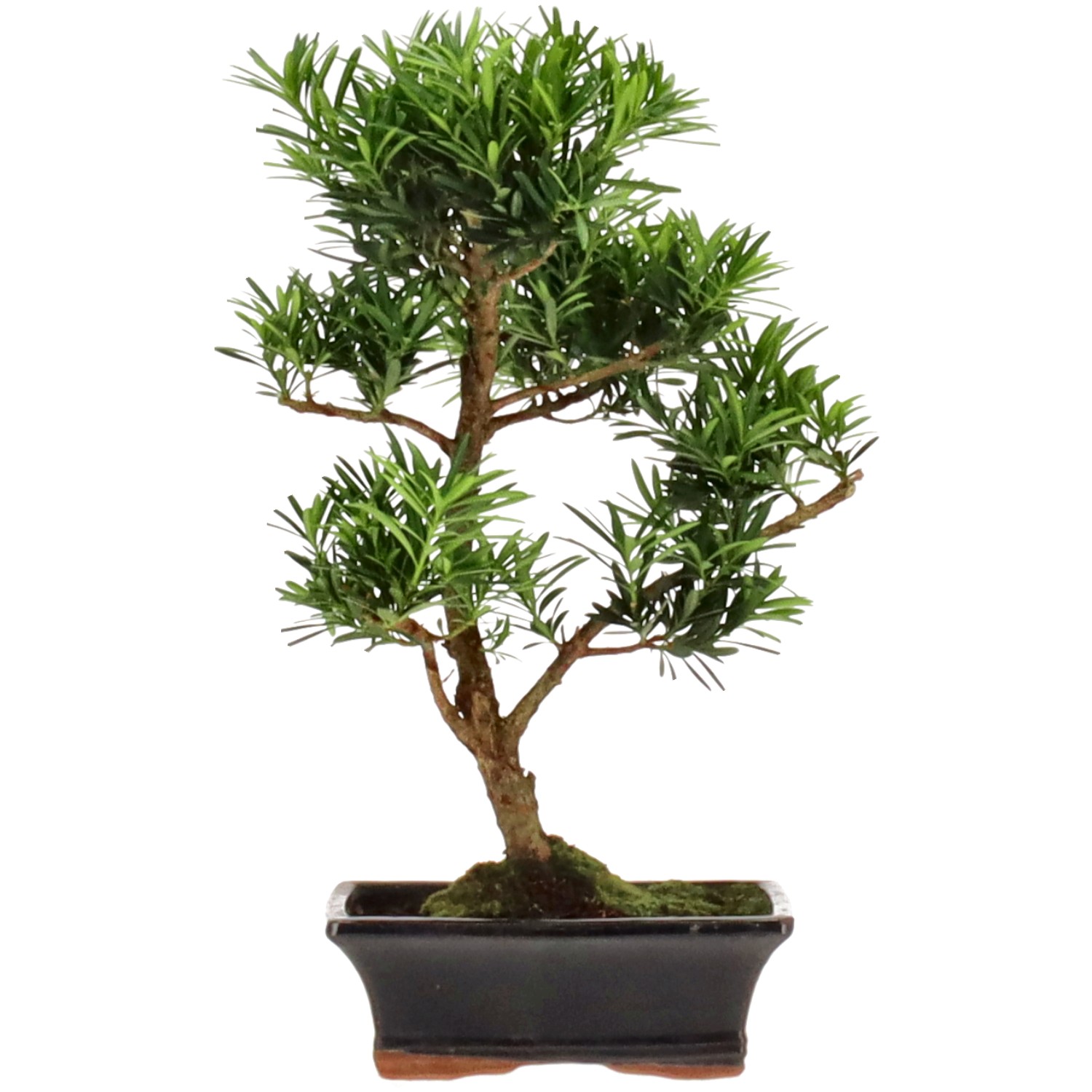 Buddhist pine, approx. 9 y. (37 cm)