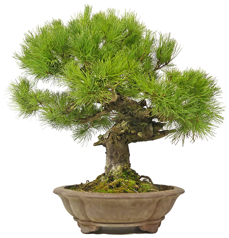 Pinus parviflora, env. 28 ans (50 cm)