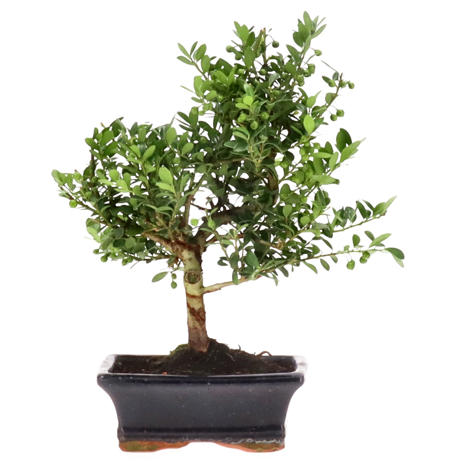 Japanese Holly, approx. 7 y. (25 cm)