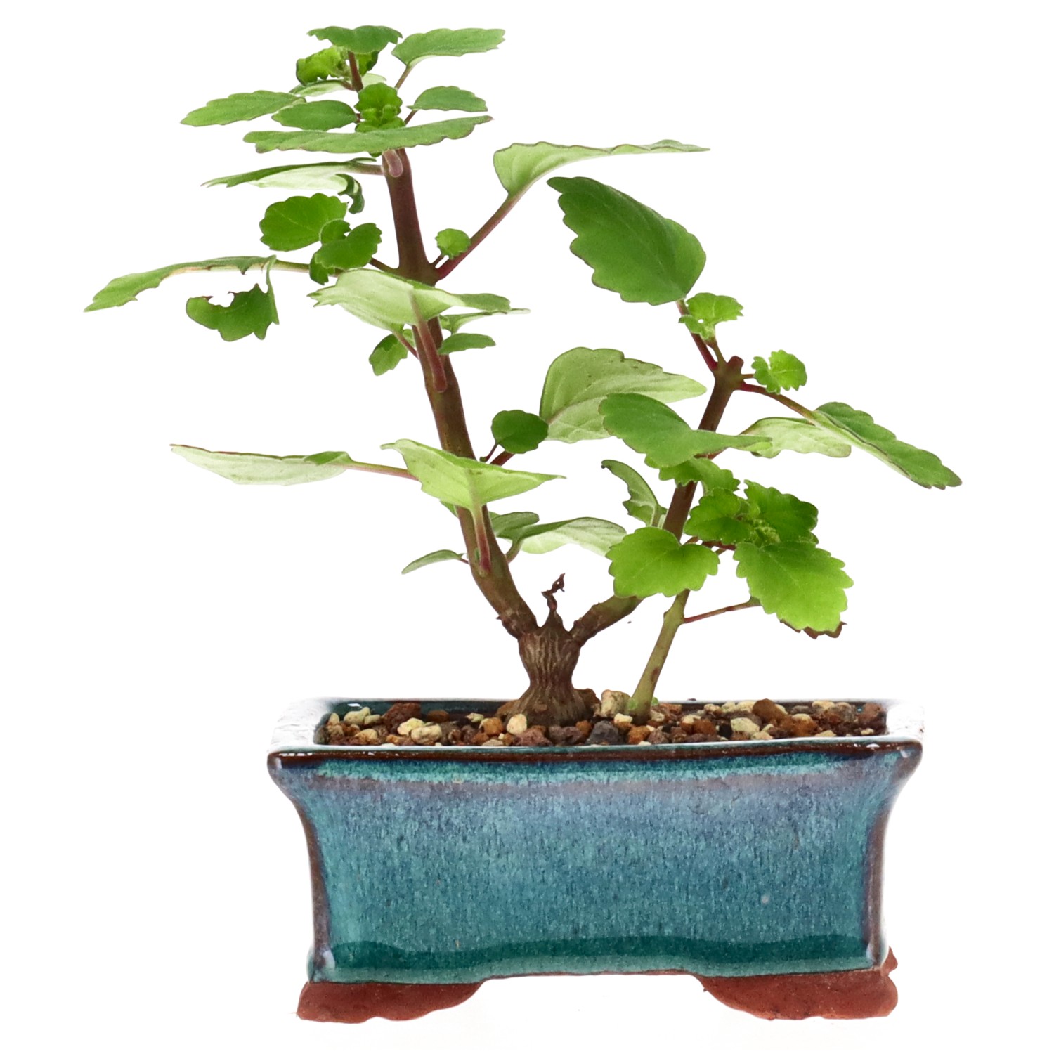 Bonsai mint / Bonsai spurflower, approx. 1 y. (13 cm)