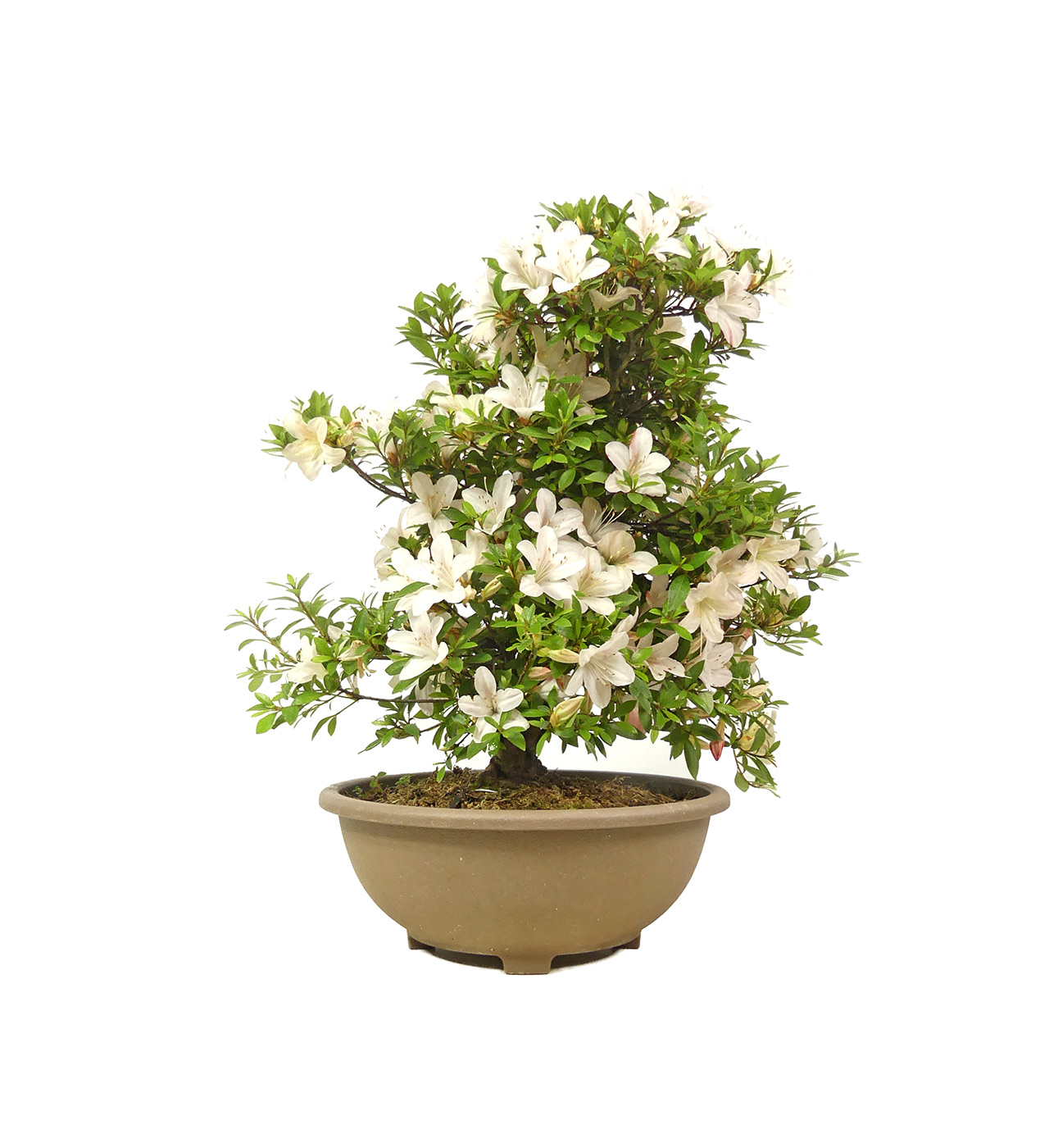 Japansk Azalea, ca. 20 jaar (41 cm)