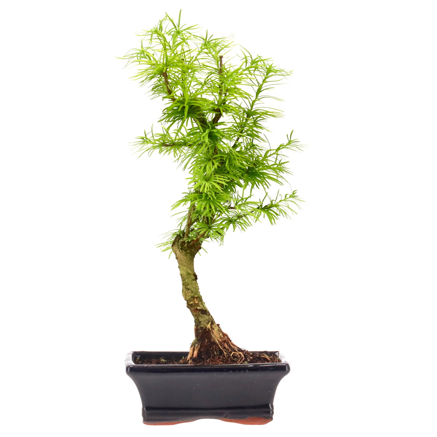 Golden Larch, approx. 7 y. (30 cm)