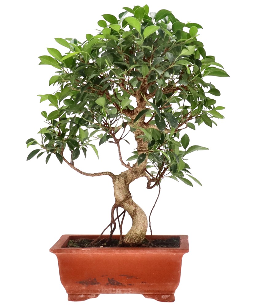 Ficus Retusa, env. 16 ans (52 cm)