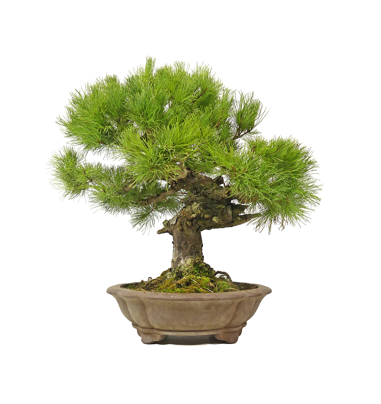 Pinus parviflora, ca. 28 anni (50 cm)