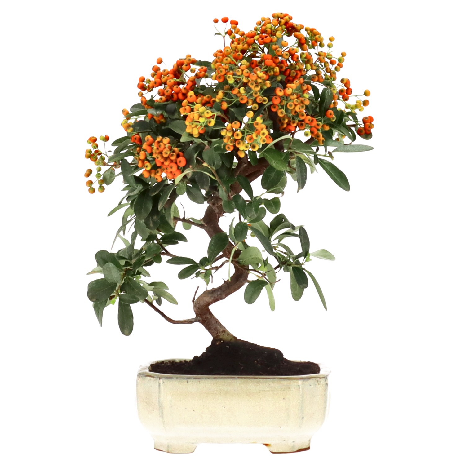 Firethorn, approx. 7 y. (27 cm)