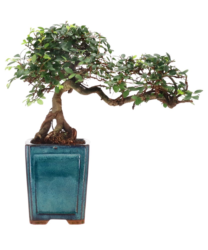 Chinese elm, approx. 12 y. (23 cm)