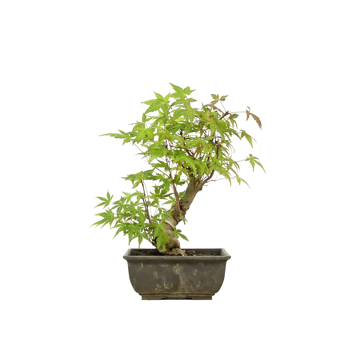 Jap. Maple, ca. 16 years (25 cm)