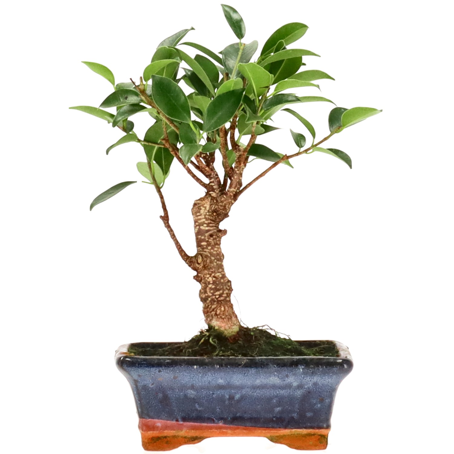 Ficus Retusa, env. 8 ans (23 cm)