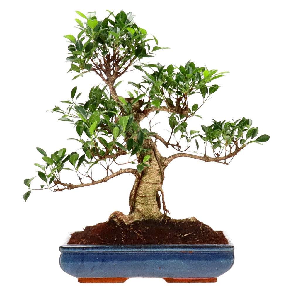 Ficus Retusa, ca. 16 anni (52 cm)