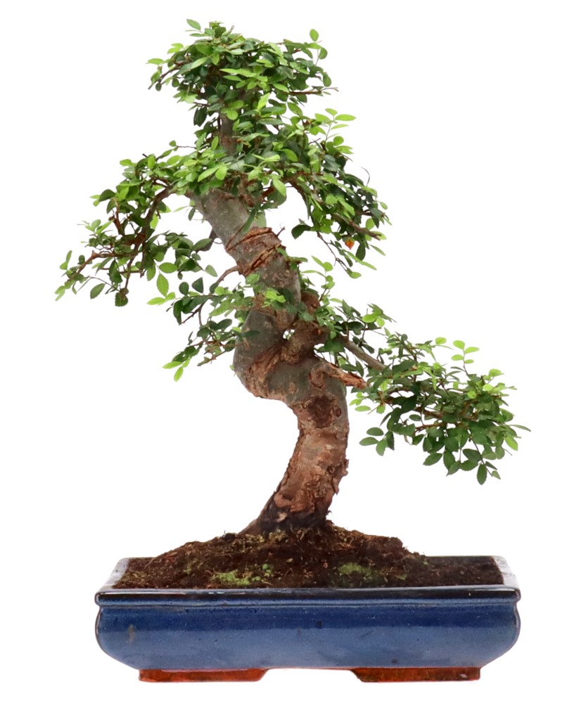 Chinese elm, approx. 18 y. (53 cm)