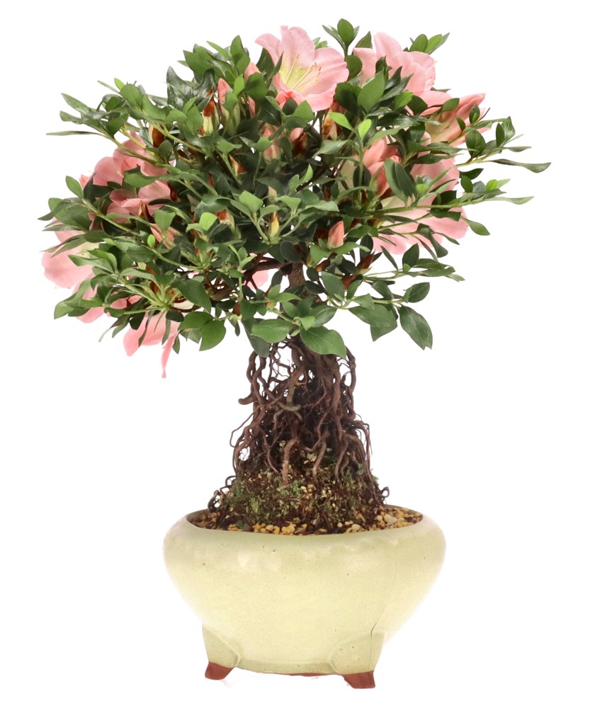 Japanse azalea, ca. 20 j. (34 cm)