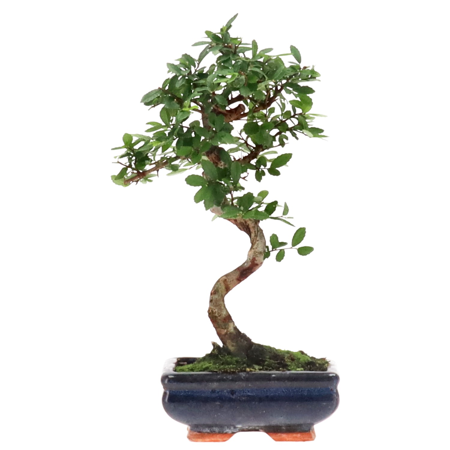 Chinese elm, approx. 7 y. (28 cm)