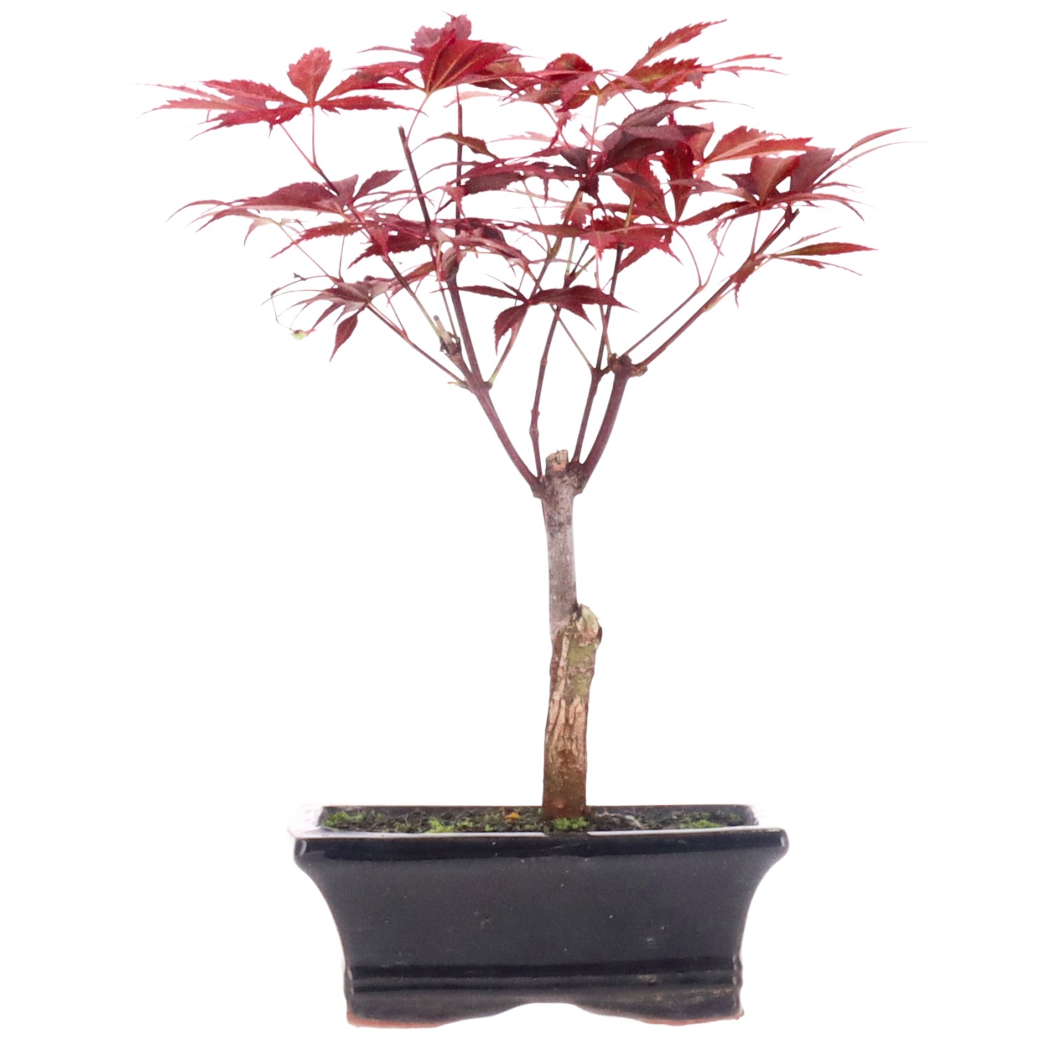 Acero rosso giapponese, ca. 7 anni (24 cm)