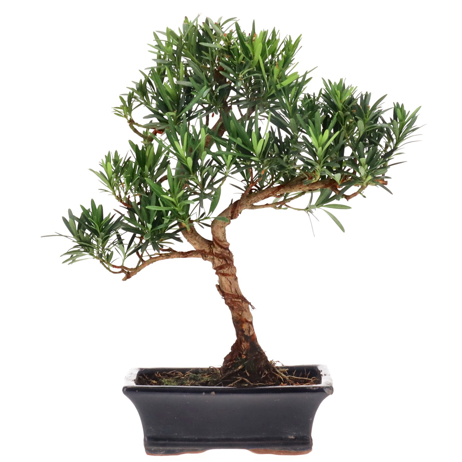 Buddhist pine, approx. 10 y. (33 cm)