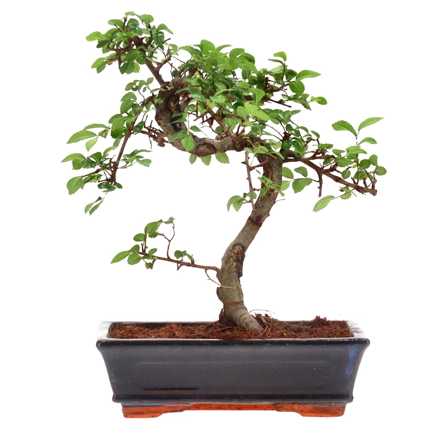 Chinese elm, ca. 12 y. (29 cm)