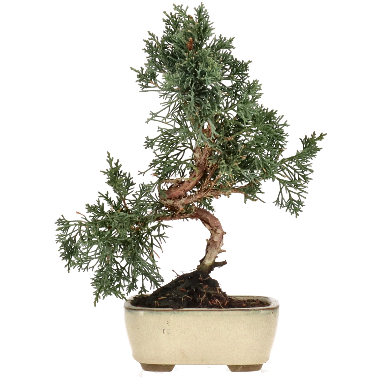 Chinese juniper, approx. 8 y. (25 cm)