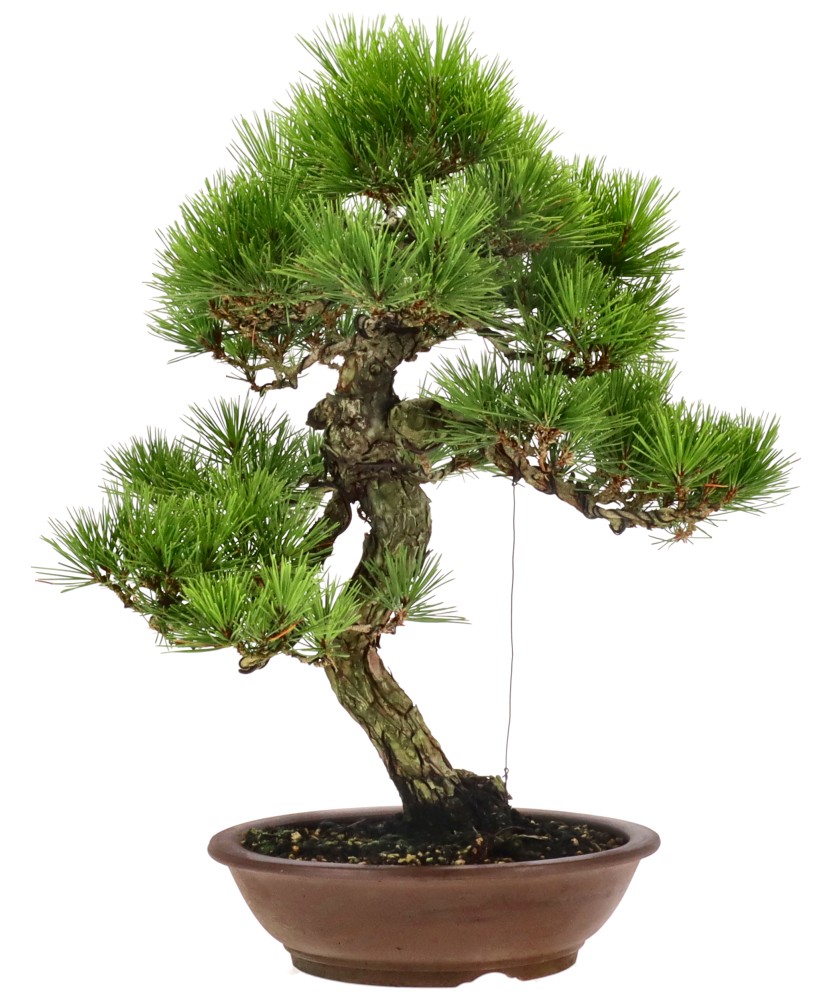 Japanese black pine, approx. 18 y. (49 cm)