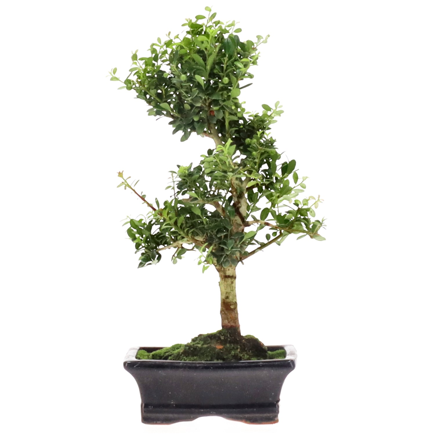 Japanese Holly, approx. 7 y. (29 cm)