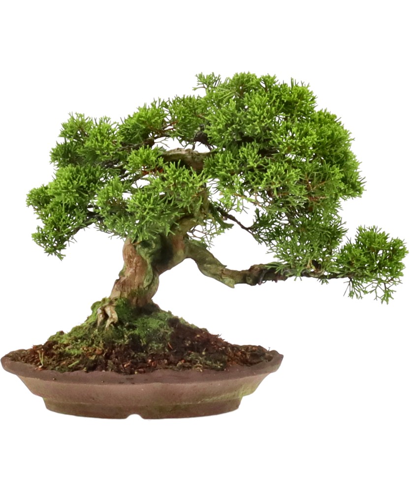 Chinese juniper Itoigawa, approx. 25 y. (28 cm)