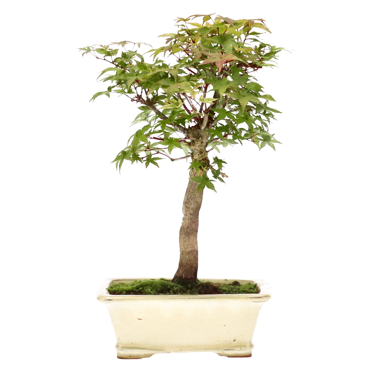 Jap. Maple (Deshojo), approx. 12 y. (31 cm)