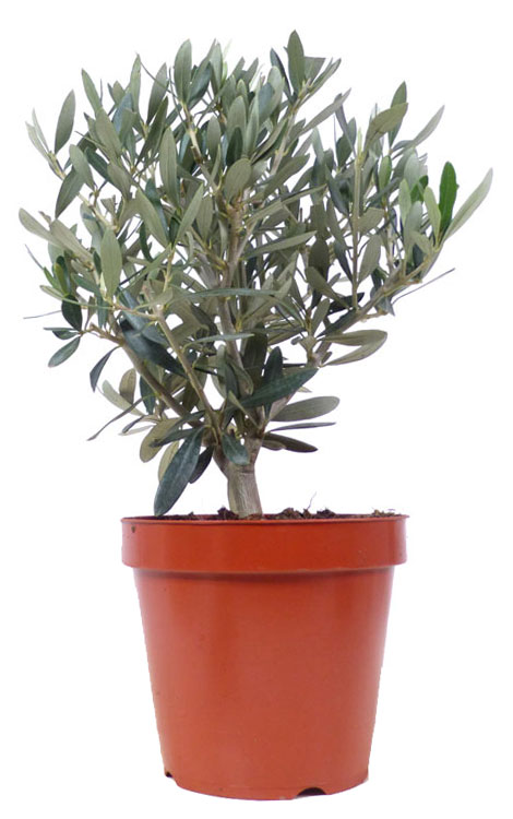 Olive, ca. 5 J. (15-30 cm)