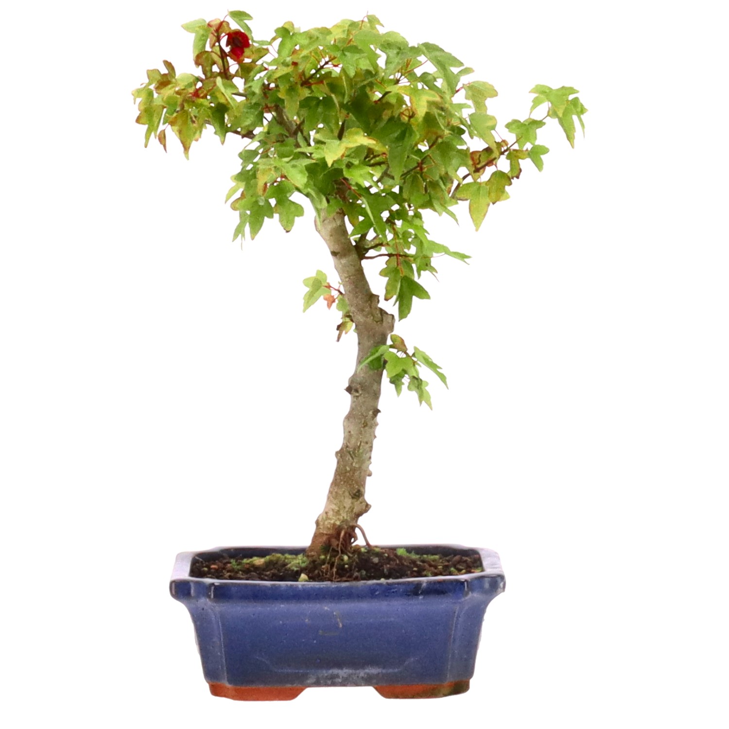 Trident Maple, approx. 7 y. (30 cm)