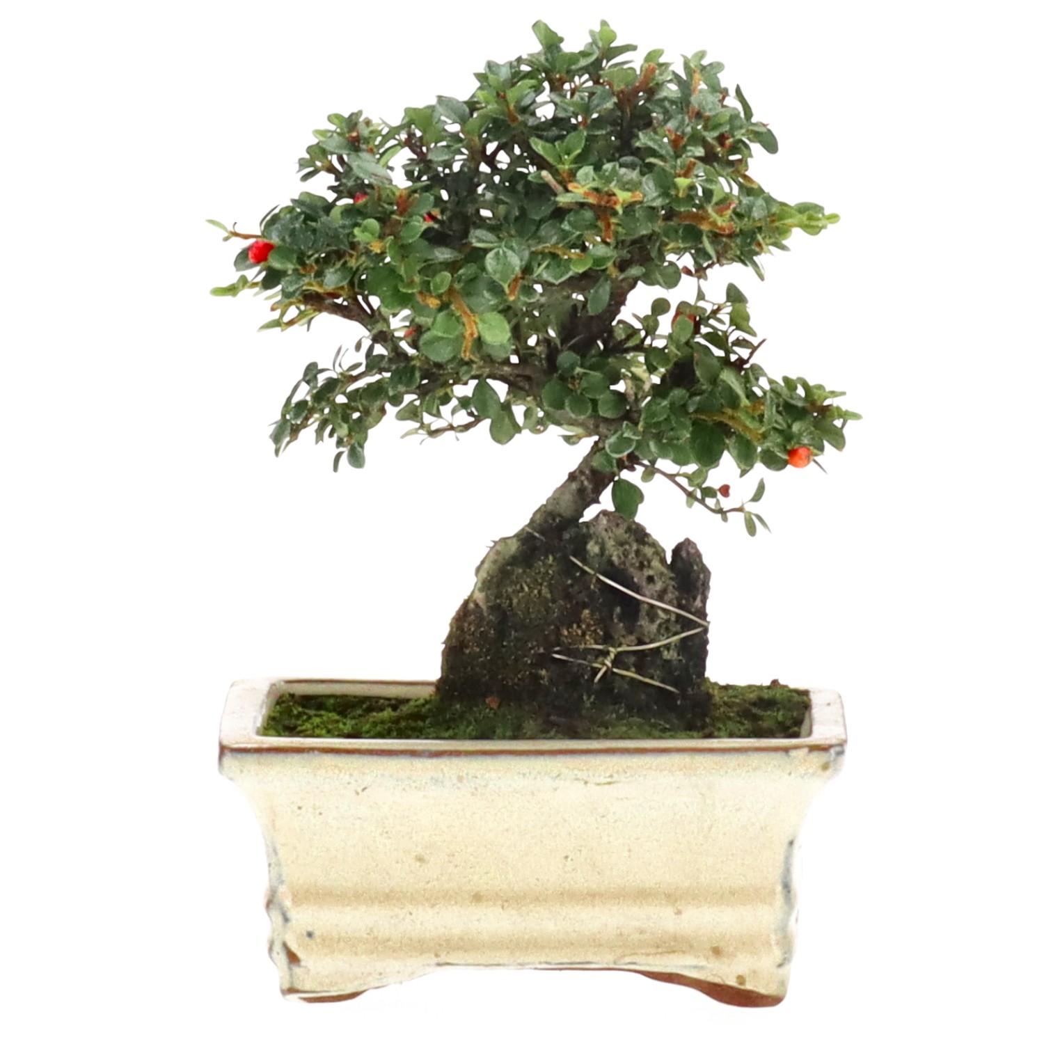 Cotoneaster, approx. 7 y. (18 cm)