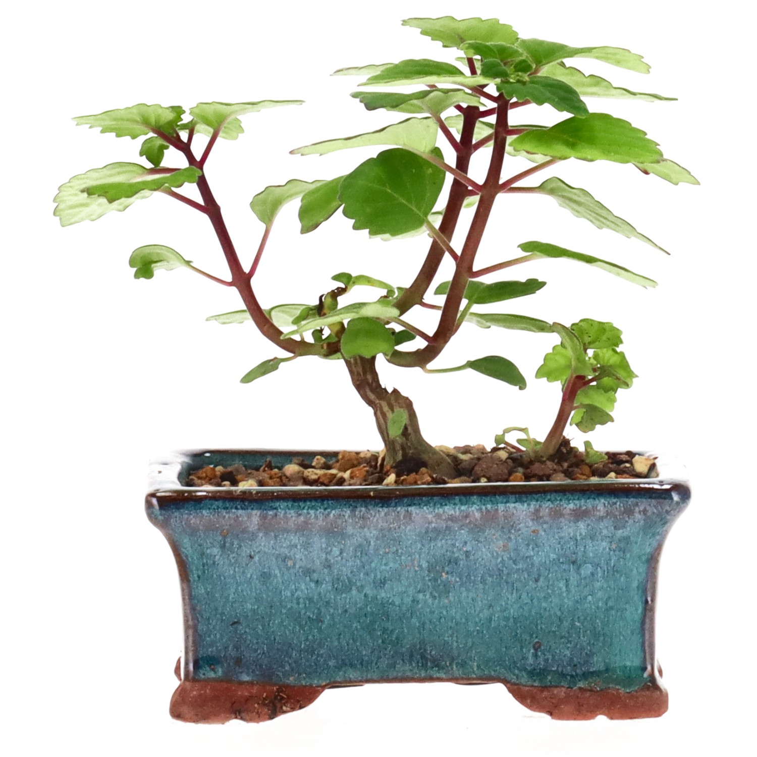 Bonsai mint / Bonsai spurflower, approx. 1 y. (11 cm)