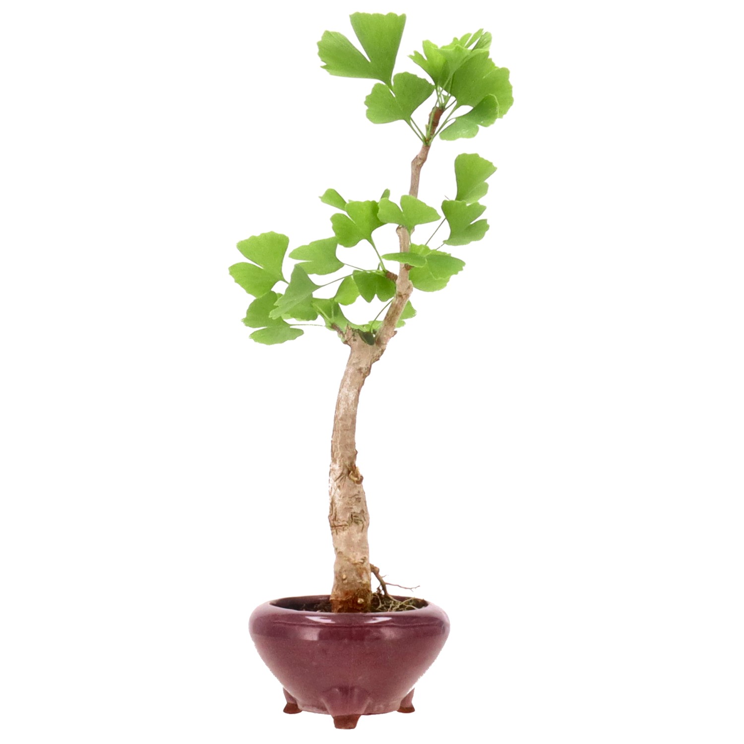 Ginkgo, approx. 10 y. (38 cm)