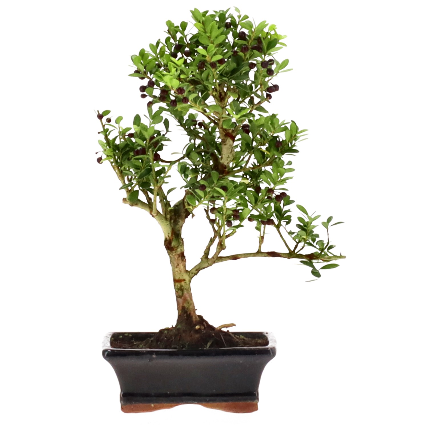 Japanese Holly, approx. 7 y. (30 cm)