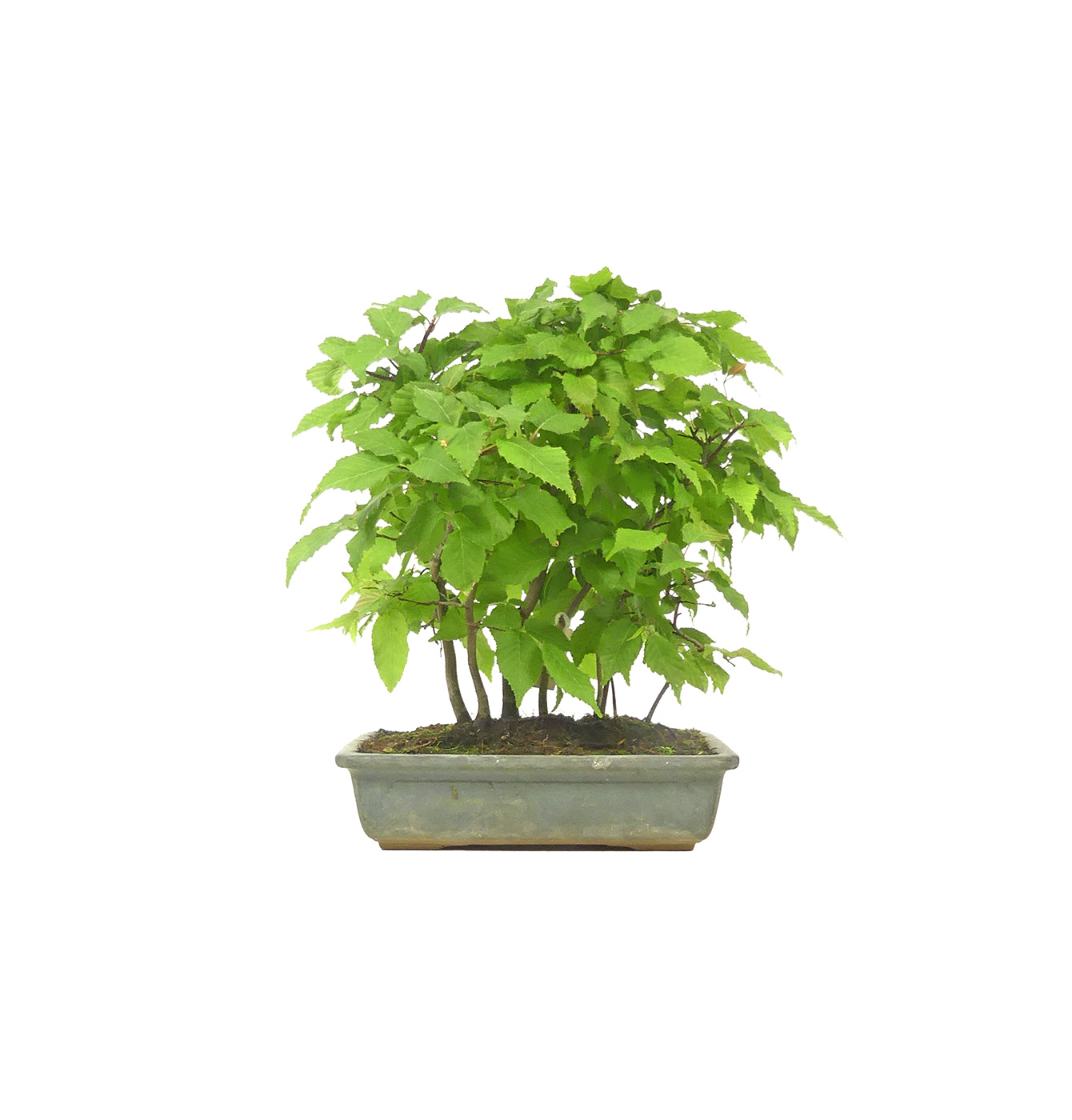 Korean Hornbeam, ca. 10 years (26 cm)