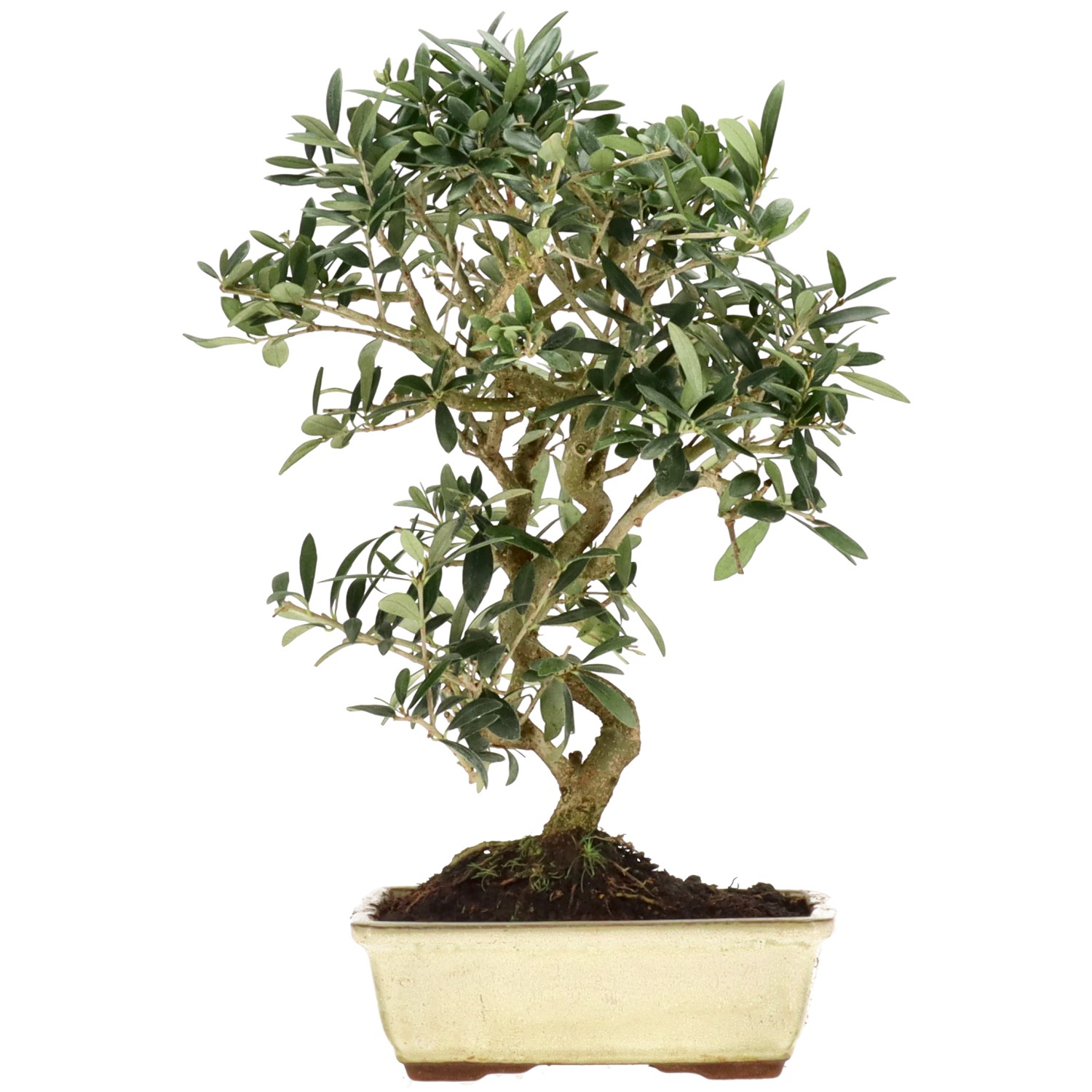 Olive tree, approx. 10 y. (38 cm)