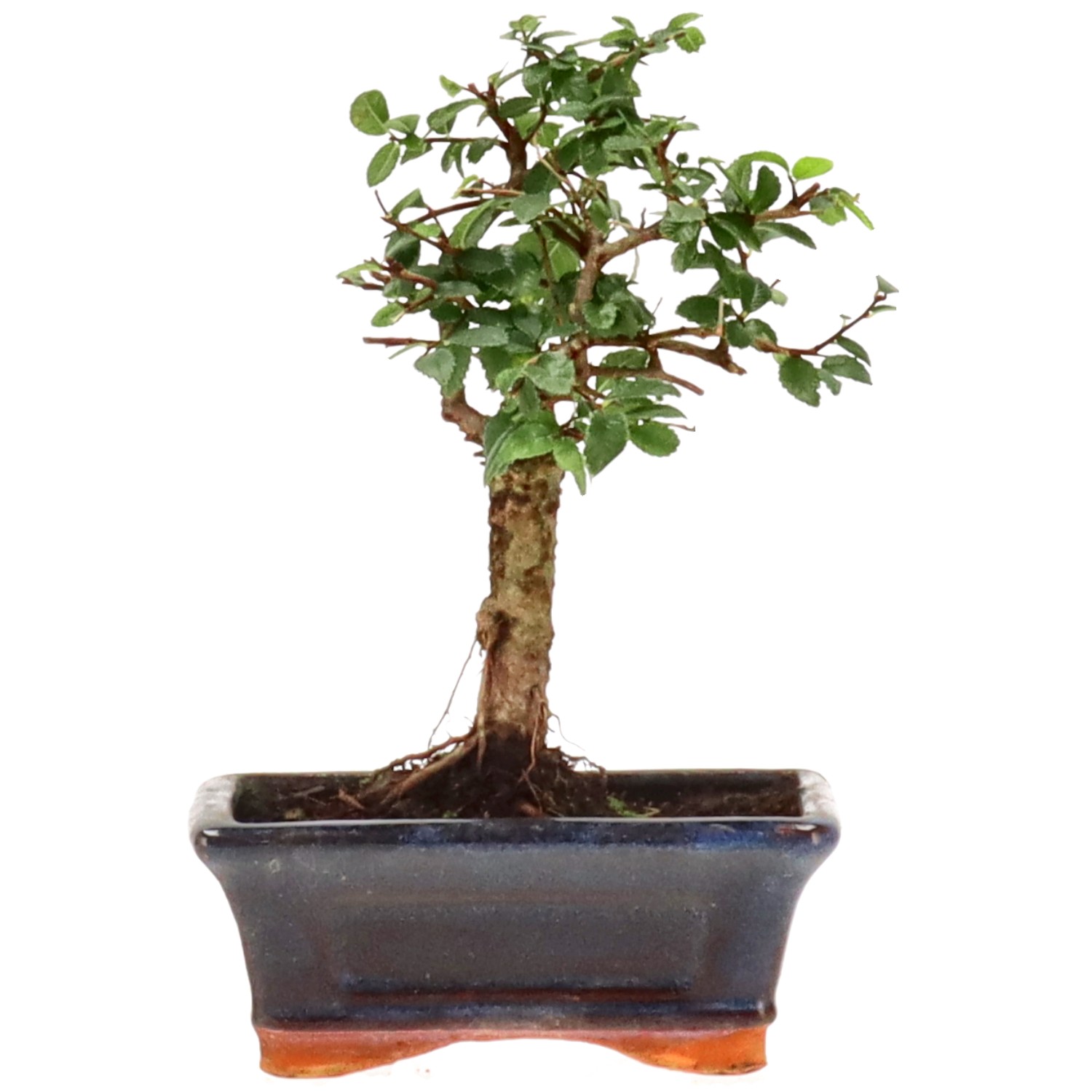 Chinese elm, approx. 8 y. (18 cm)