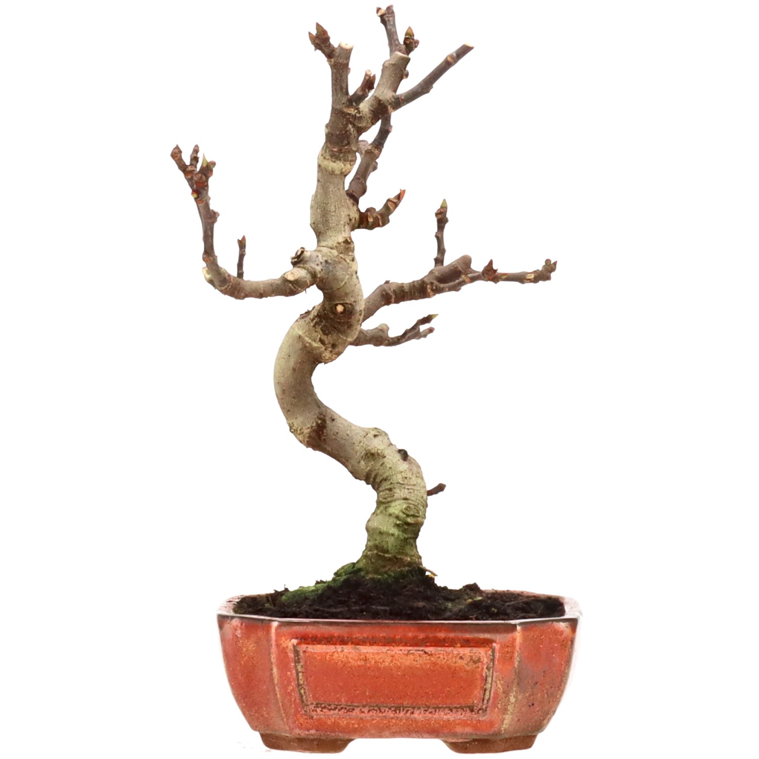 Ficus carica, ca. 10 anni (30 cm)