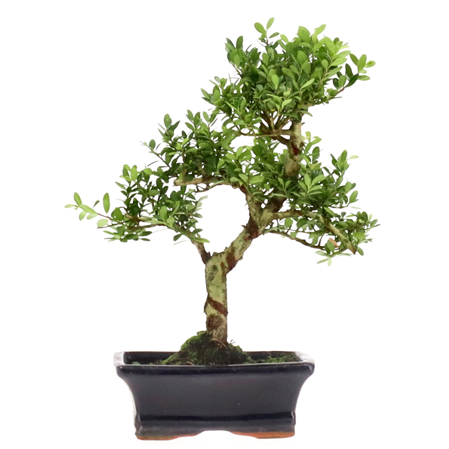 Japanese Holly, approx. 7 y. (25 cm)