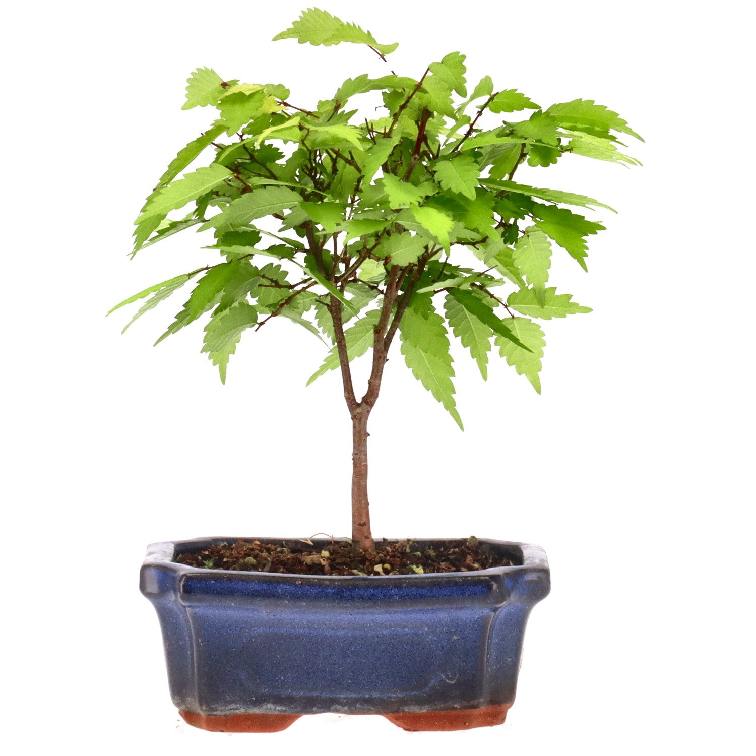 Japanese Grey-bark Elm, approx. 6 y. (18 cm)