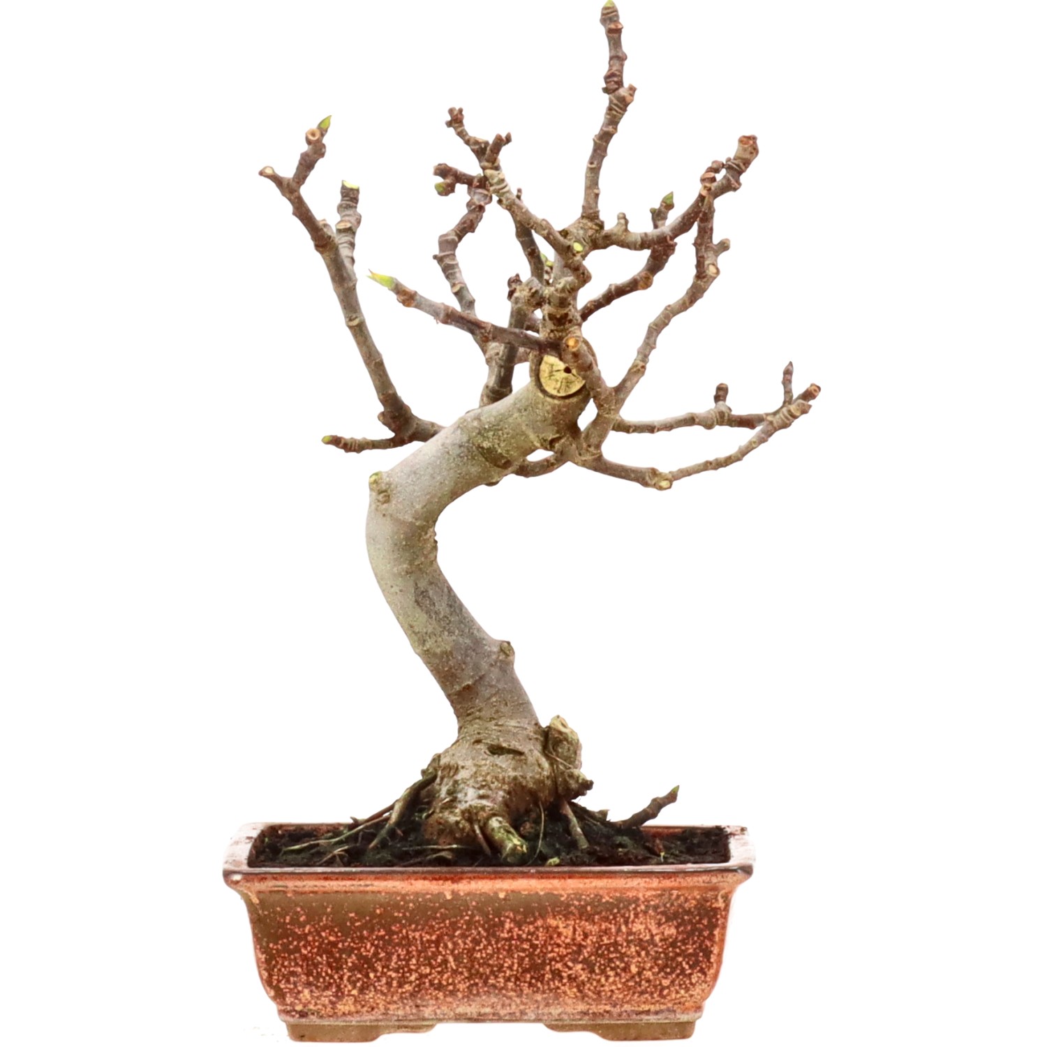 Ficus carica, ca. 10 anni (31 cm)