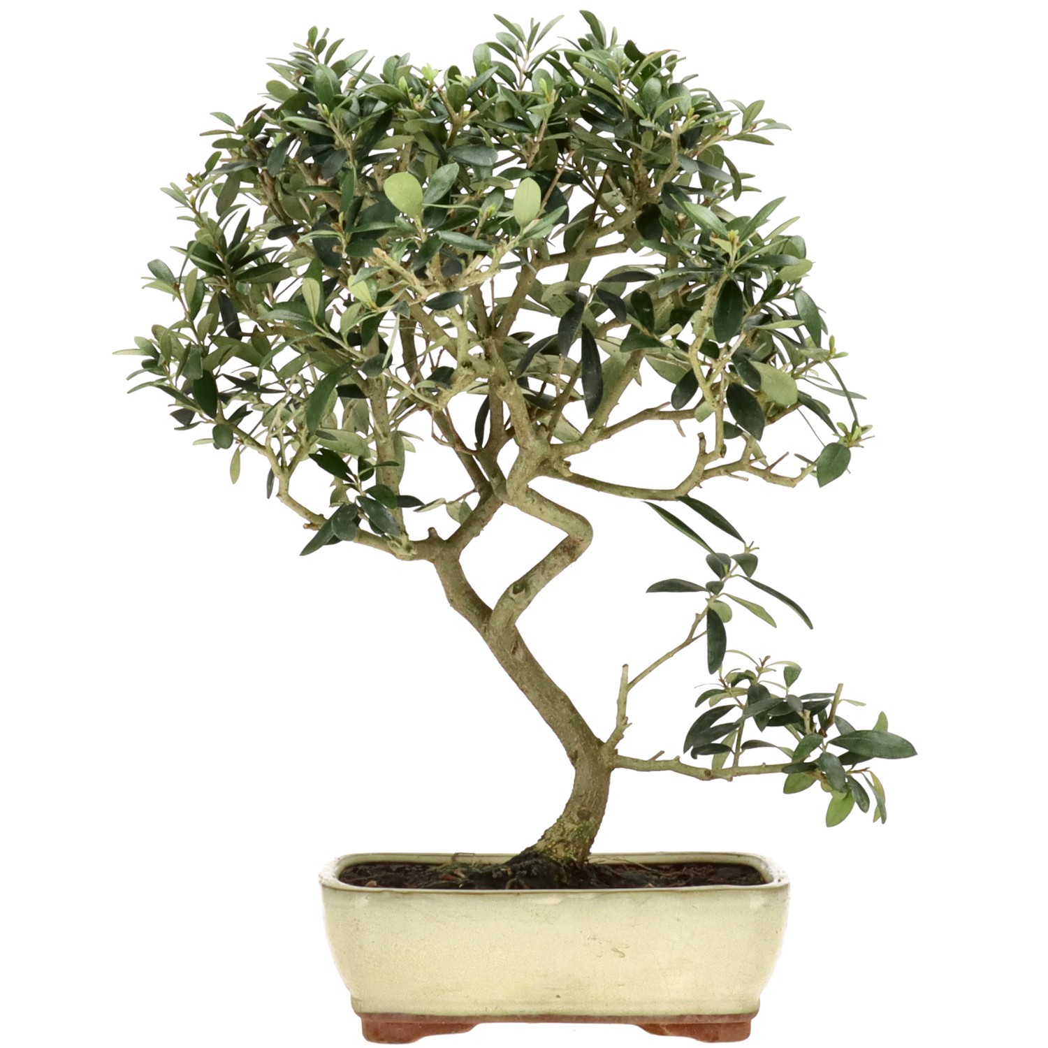 Olive tree, approx. 10 y. (40 cm)