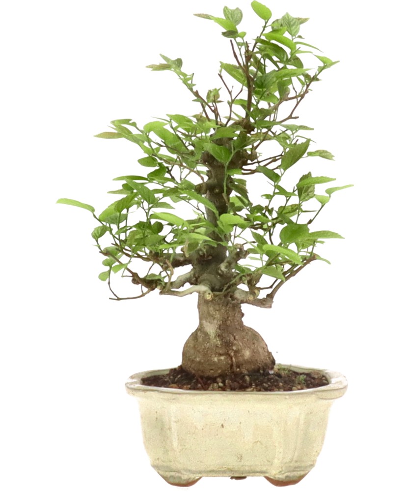 Zürgelbaum, ca. 25 Jahre (25 cm)