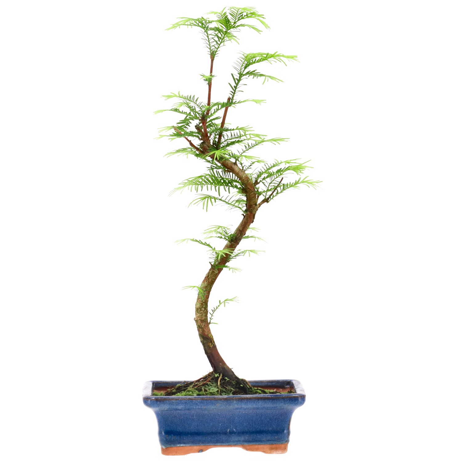 Urweltmammutbaum, ca. 5 J. (33 cm)