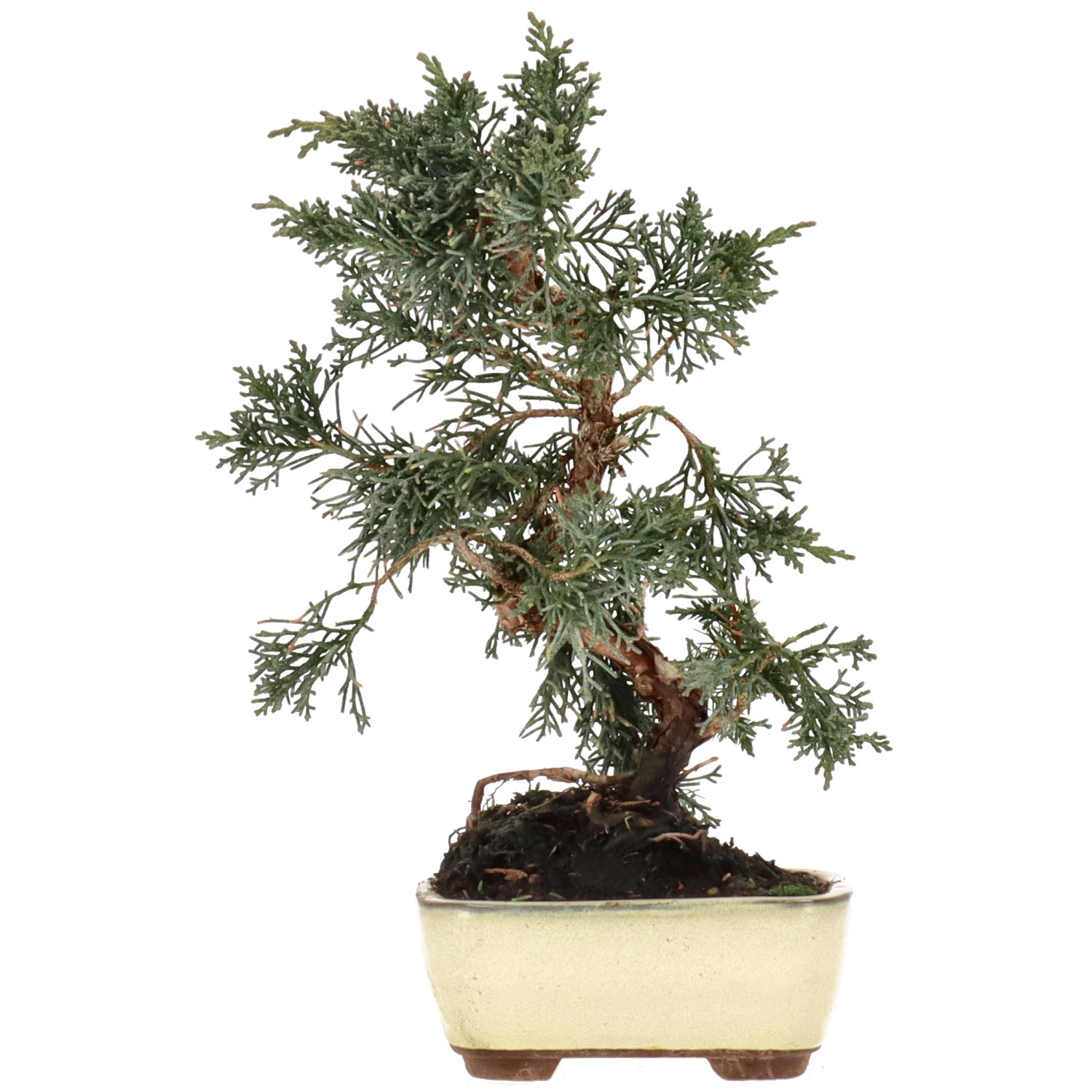 Chinese juniper, approx. 8 y. (25 cm)