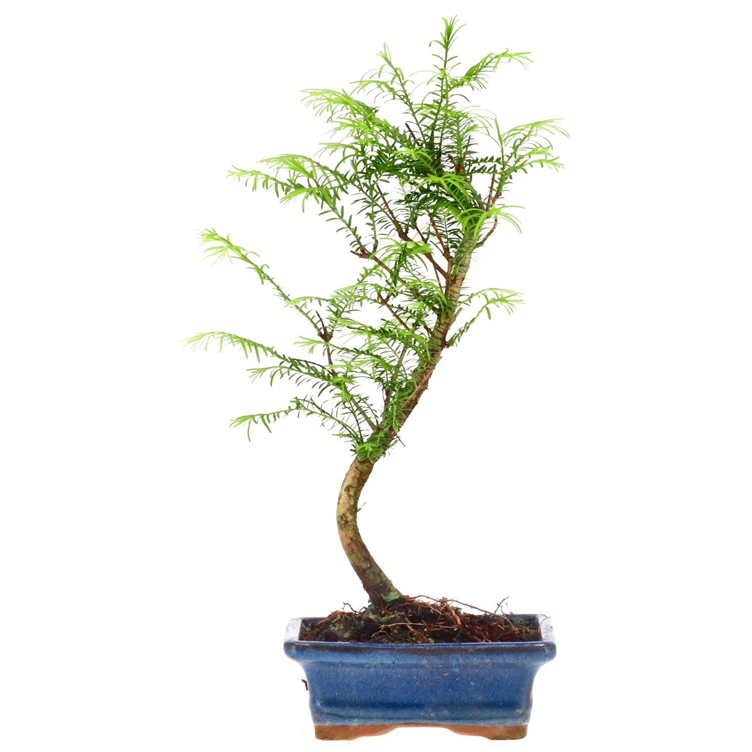 Urweltmammutbaum, ca. 5 J. (30 cm)