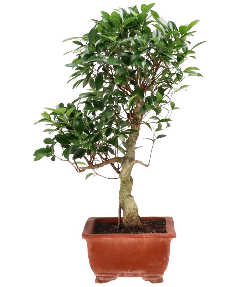 Ficus Retusa, env. 16 ans (53 cm)