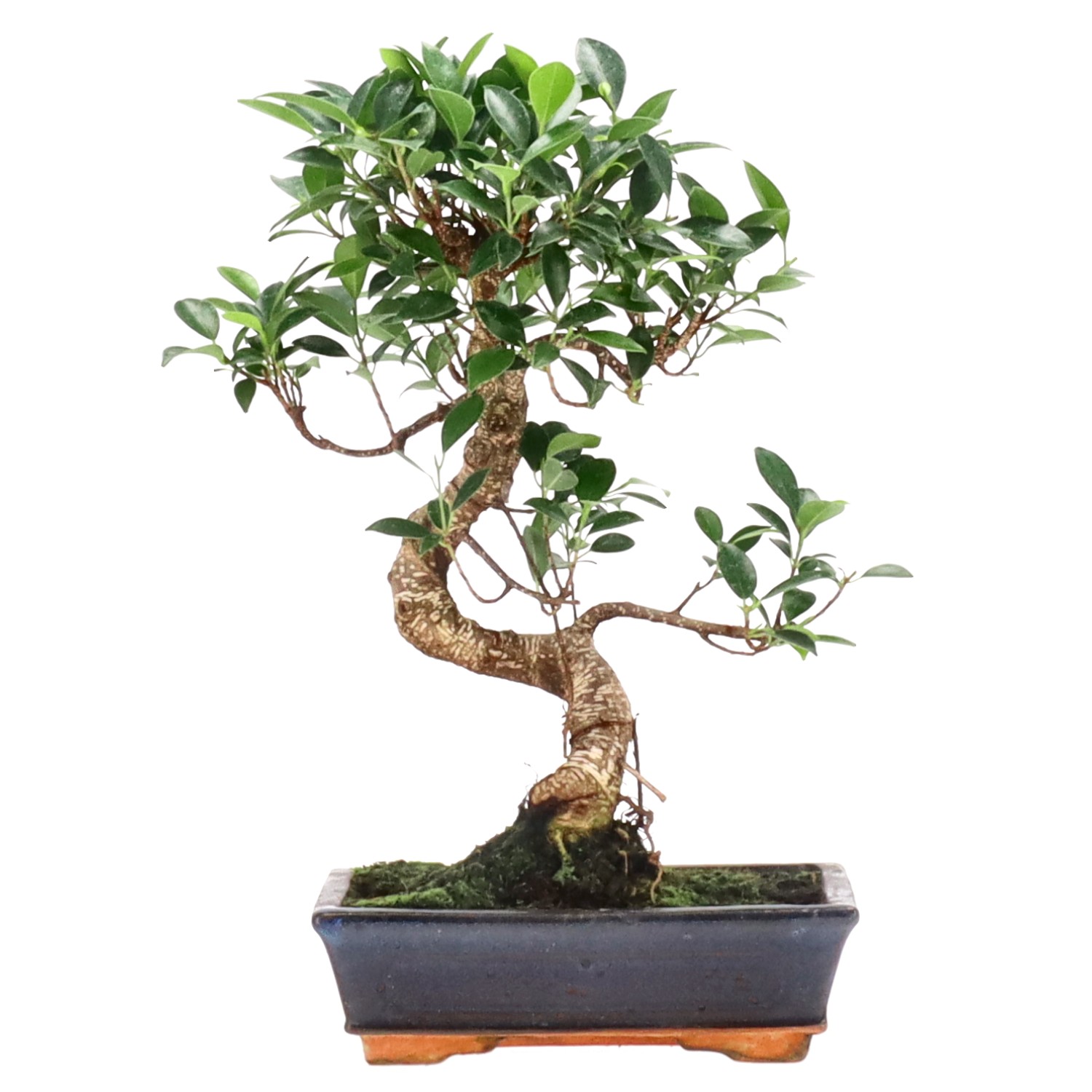Ficus Retusa, env. 12 ans (37 cm)