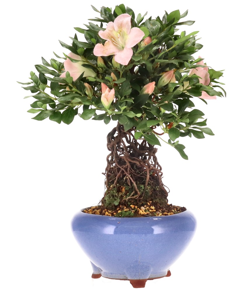 Japanse azalea, ca. 20 j. (30 cm)